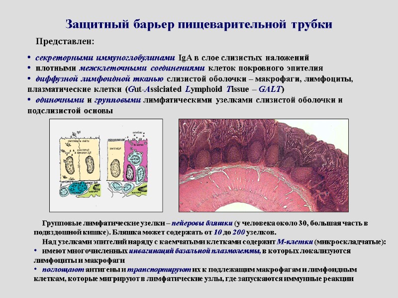 Защитный барьер пищеварительной трубки   Представлен:  секреторными иммуноглобулинами IgA в слое слизистых